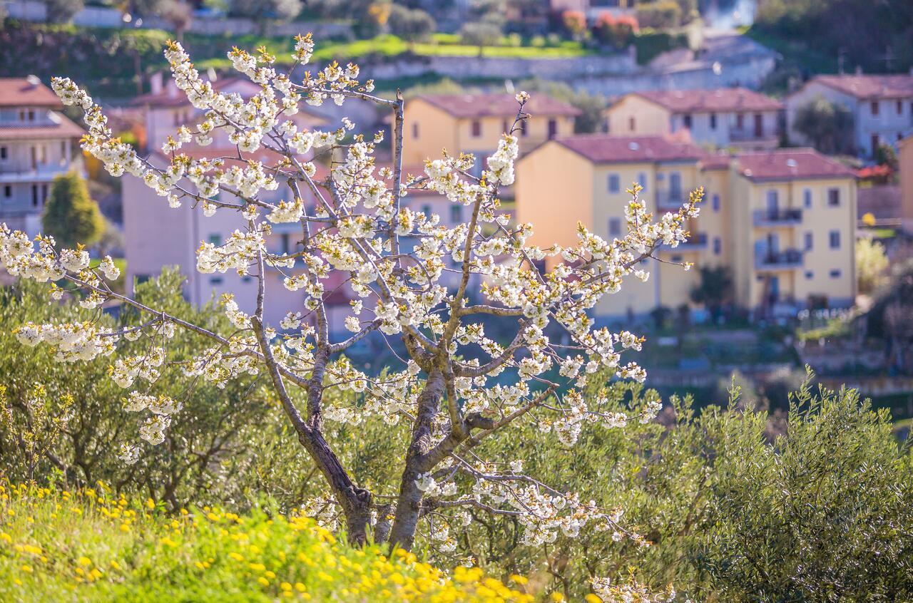 Valpolicella Homes Recioto Apartment SantʼAmbrogio di Valpolicella المظهر الخارجي الصورة